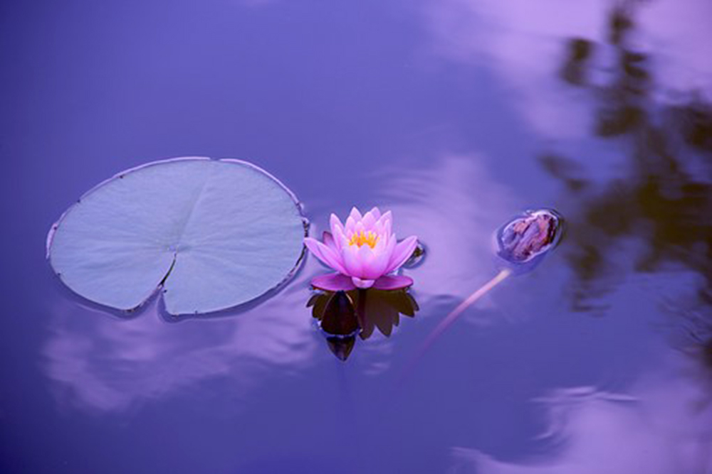 photo of lotus flower in pond